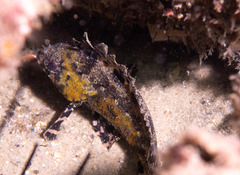 Centrogenys vaigiensis