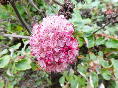Eriogonum grande rubescens
