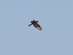 Buteo rufinus
