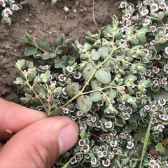 Euphorbia albomarginata