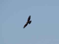 Buteo rufinus
