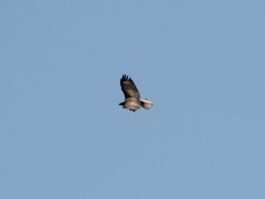 Buteo rufinus
