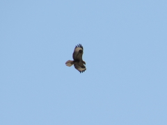 Buteo rufinus