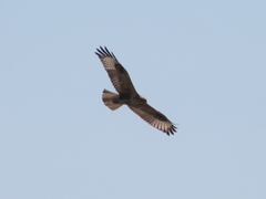 Buteo rufinus