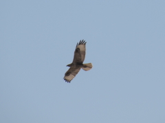 Buteo rufinus