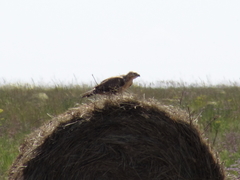 Buteo rufinus
