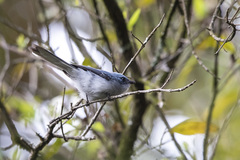 Elminia albicauda