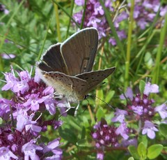 Lycaena tityrus subalpina