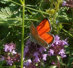 Lycaena hippothoe eurydame