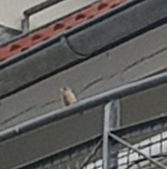 Passer domesticus domesticus