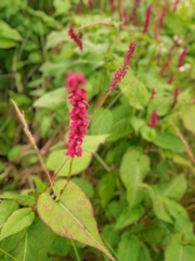 Persicaria orientalis