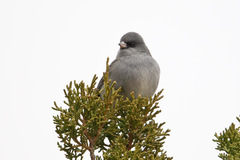Junco hyemalis caniceps