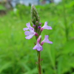 Verbena officinalis
