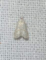 Haimbachia placidellus