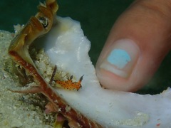 Polycera abei