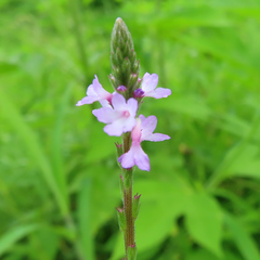 Verbena officinalis