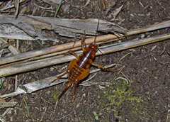 Novoplectron serratum