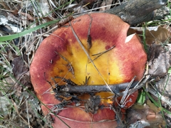 Russula aurea