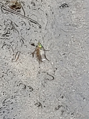 Poecilobothrus nobilitatus