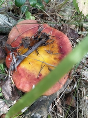 Russula aurea
