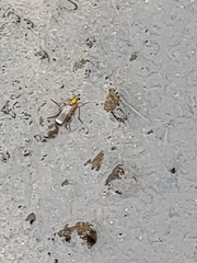 Poecilobothrus nobilitatus