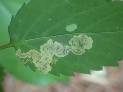 Liriomyza limopsis
