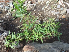 Atriplex gmelinii