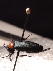 Lytta crotchii