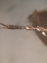 Lytta crotchii