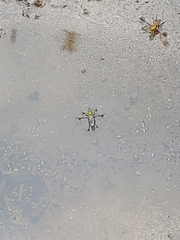 Poecilobothrus nobilitatus