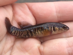 Umbra limi