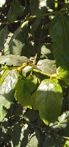 Image of Keetia gueinzii by (c) Rosemary Harrison, some rights reserved (CC BY-SA)