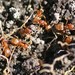 Lasius minutus - Photo (c) Philippe Blais, some rights reserved (CC BY-NC-ND), uploaded by Philippe Blais