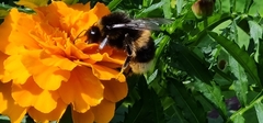 Bombus bohemicus