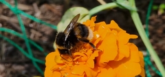 Bombus bohemicus