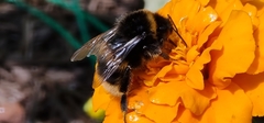 Bombus bohemicus