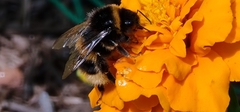Bombus bohemicus