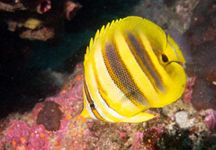 Chaetodon rainfordi