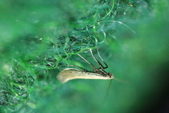 Aspilapteryx tringipennella