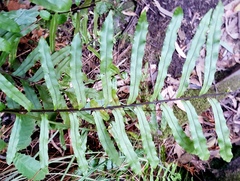 Blechnum ambiguum