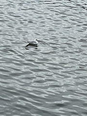 Chroicocephalus ridibundus