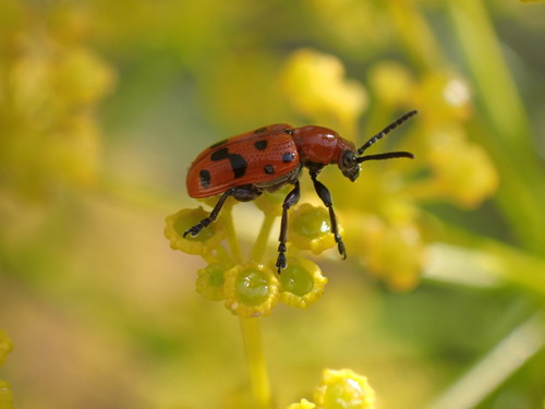 špargľovec dvanásťbodkový (Crioceris duodecimpunctata)