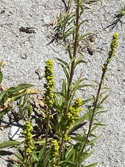 Solidago spectabilis