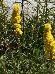 Solidago spectabilis