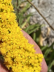 Solidago spectabilis