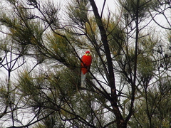 Platycercus icterotis icterotis