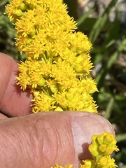 Solidago spectabilis