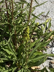 Solidago spectabilis