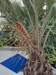 Butia capitata