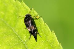 Variimorda villosa